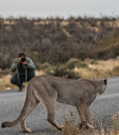 Fotógrafo brasileiro fica frente a frente com puma no Chile