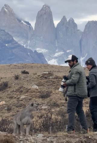 Fotógrafo brasileiro fica frente a frente com puma no Chile