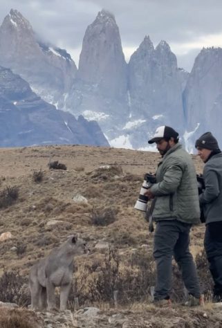 Fotógrafo brasileiro fica frente a frente com puma no Chile