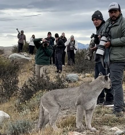 Fotógrafo brasileiro fica frente a frente com puma no Chile