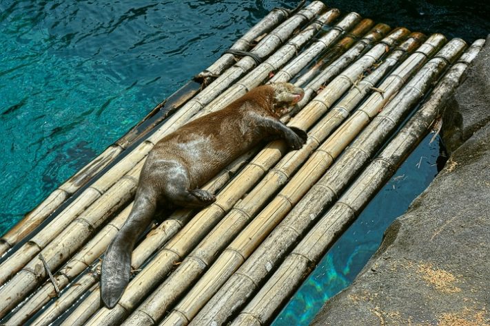 Foca em jangada de bambu