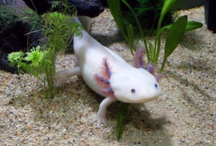 Axolote (Ambystoma mexicanum)