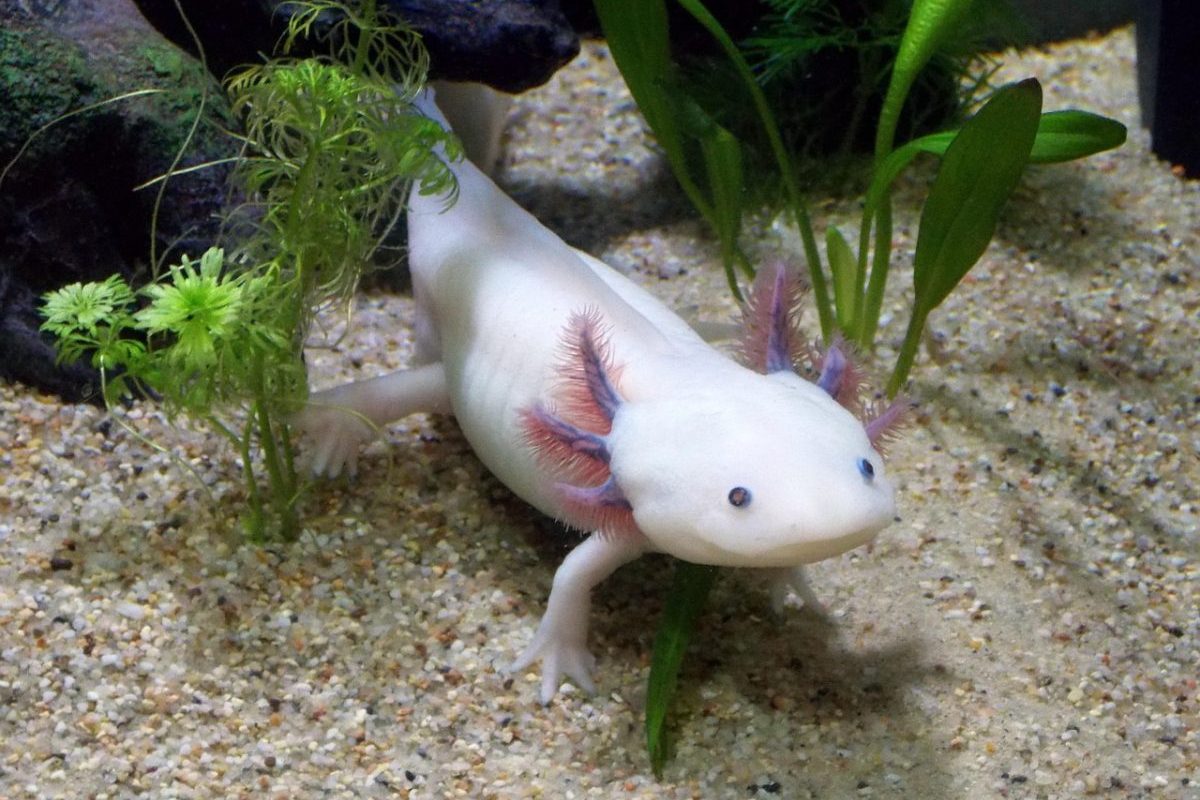 O axolote chama atenção da comunidade científica por sua impressionante capacidade de regeneração, já que consegue reconstruir membros, órgãos e até partes do cérebro e do coração. Por conta disso, pesquisadores estudam o animal há décadas em busca de avanços para tratamentos regenerativos na medicina humana.
