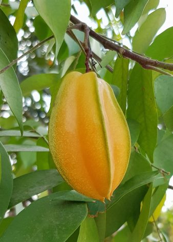 Carambola