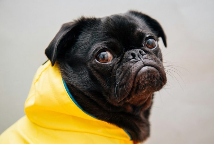 Cachorro raça Pug