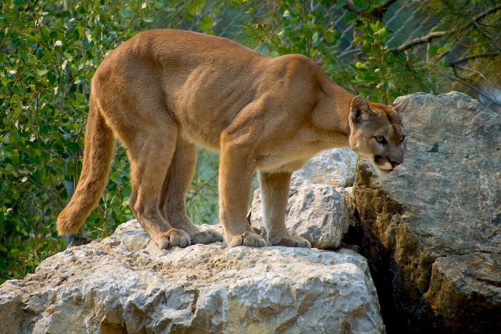 Puma - onça-parda