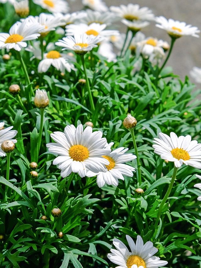 Símbolo de pureza, margaridas decoram e alegrem qualquer ambiente