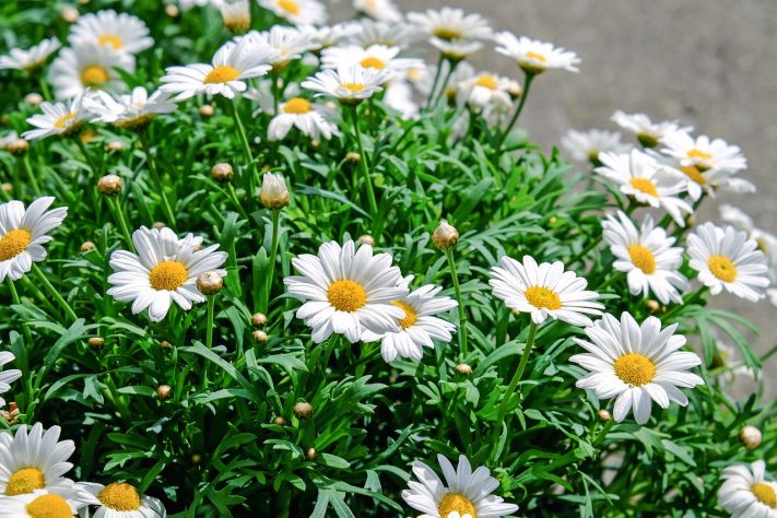 Margarida