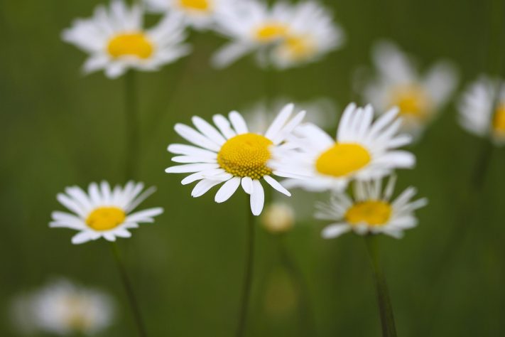 Margarida