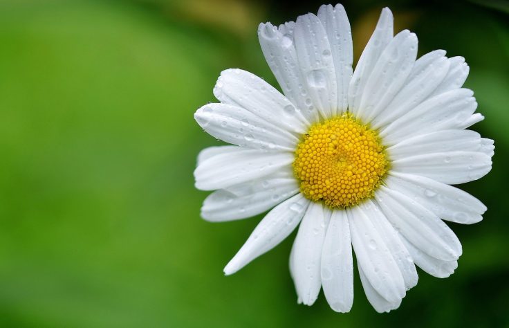Margarida