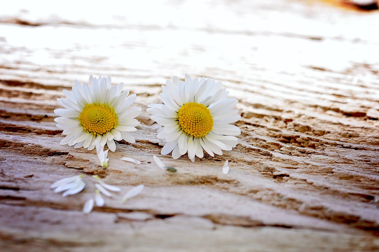 Essa é uma flor clássica, com características delicadas que remetem a simplicidade do campo. Símbolos de pureza, amor, bondade, inocência e alegria, elas iluminam qualquer jardim ou vaso com sua beleza simples e atemporal. 