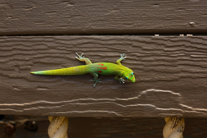 Sua pele geralmente é coberta por pequenas escamas e pode apresentar colorações variadas, dependendo da espécie e do ambiente em que vivem.