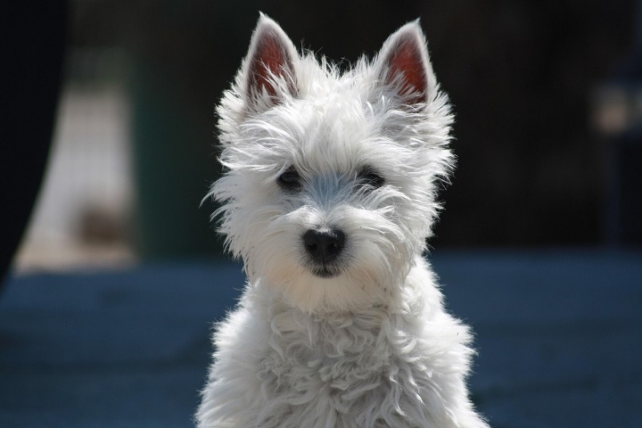 2º) West Highland White Terrier: Essa é uma raça escocesa pequena e robusta, conhecida por sua pelagem branca e densa, além das charmosas orelhinhas pontudas. Sociável e amigável, convive bem com crianças e outros animais.-Anja/Pixabay