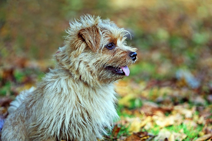 9º) Norfolk Terrier: Originária da Inglaterra, essa raça é conhecida por suas orelhas caídas e expressão de alerta. Inicialmente criado para caçar roedores, é corajoso e inteligente.-No-longer-here/Pixabay