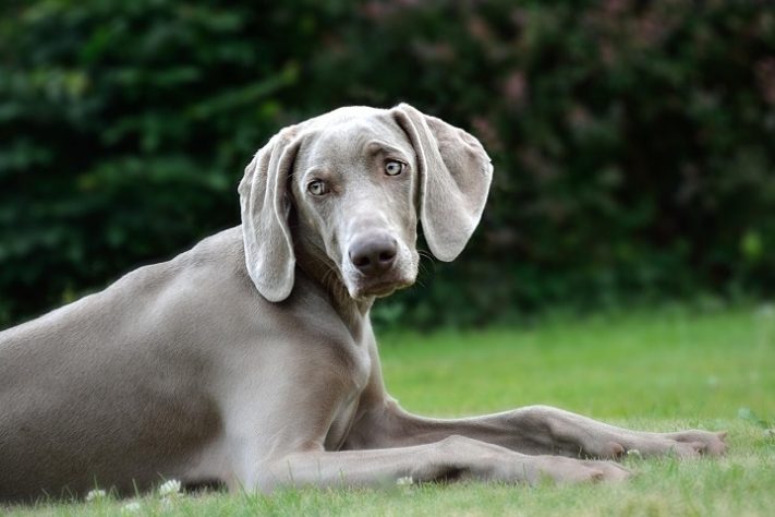 Weimaraner