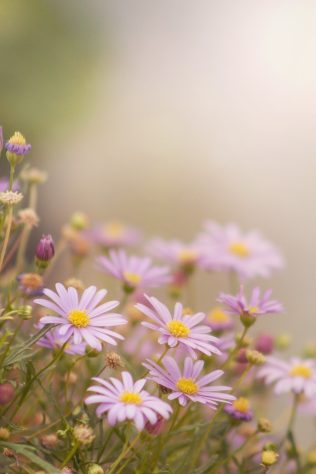 Margarida