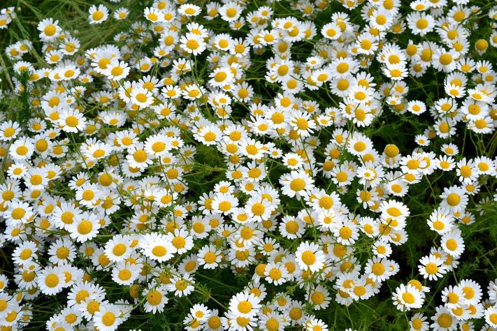 Margarida