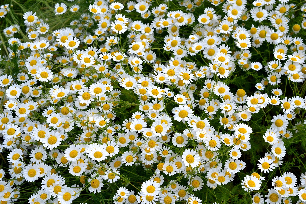 Ele consiste em grãos microscópicos que contêm os gametas masculinos e são transferidos para os órgãos femininos das flores de outras margaridas ou da mesma flor (autopolinização). 