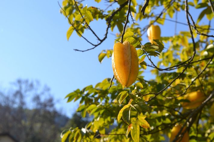 Carambola