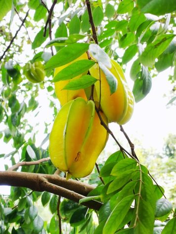 Carambola