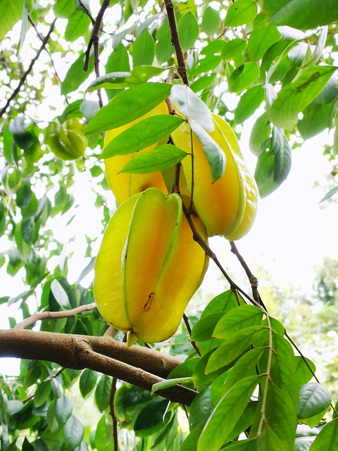 O fruto maduro possui um tom amarelo levemente esverdeado. A época boa para encontrar a carambola na feira ou no mercado acontece duas vezes ao ano, um logo no início e outro na metade desse período.