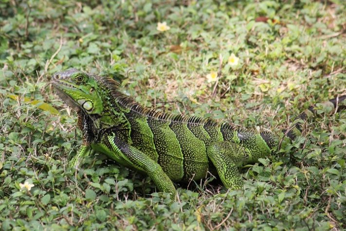 Iguana