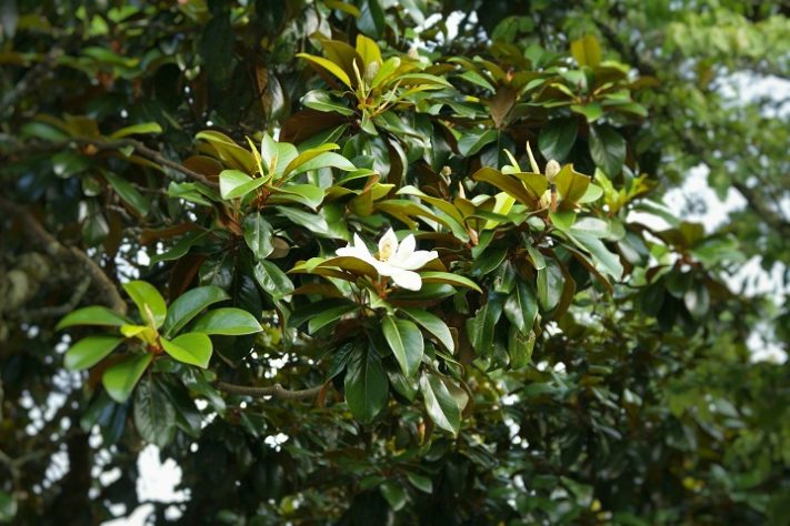 Árvore Magnolia