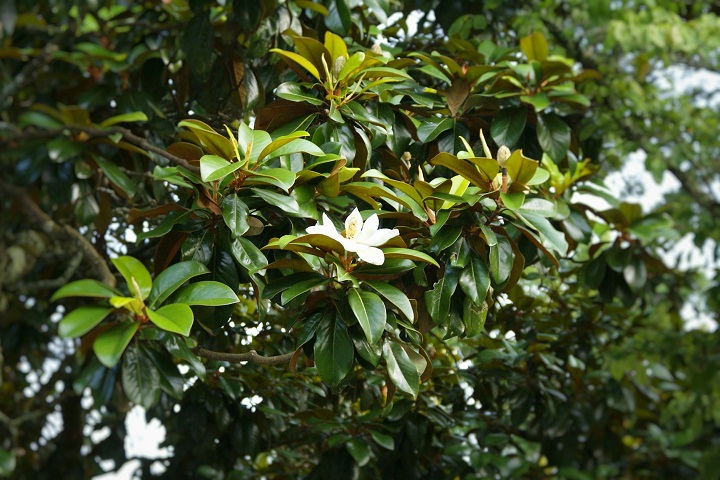 A árvore que Trump quer derrubar pertencente à família Magnoliaceae e ao gênero Magnolia, que inclui mais de 200 espécies espalhadas pelo mundo. 