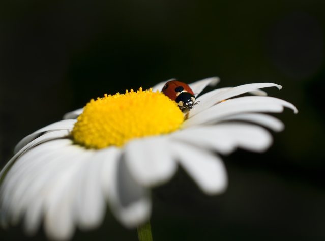 Margarida