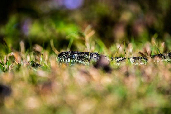 "Eu sempre me preocupei com ela trabalhando na horta. Já tinha visto cobras grandes ali. Ela trabalhava na fazenda desde pequena, então não tinha medo", comentou ele. - Leon Andov/Unsplash