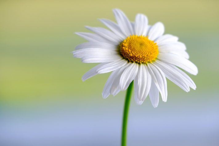 Margarida