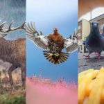 Montagem - Foto participante do Prêmio Britânico de Fotografia da Vida Selvagem 2025