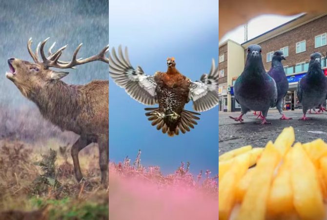 Veja a lista dos vencedores do Prêmio Britânico de Fotografia da Vida Selvagem 2025