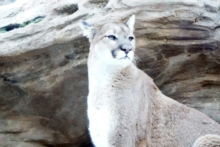 Puma - onça parda