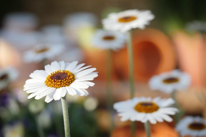 Margarida