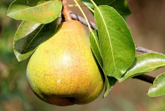 Uma pequena que sacia; veja os nutrientes da pera e como fazer bom proveito