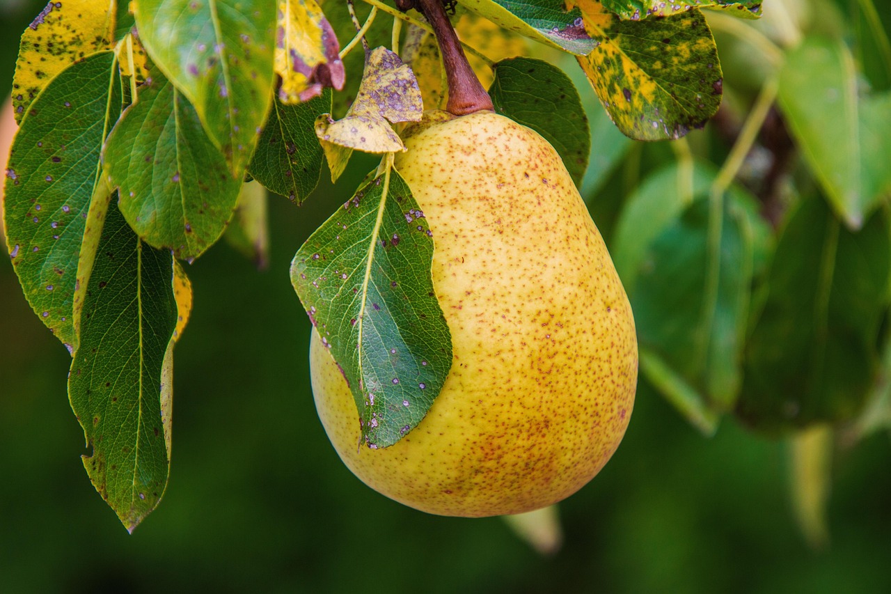 O primeiro registro escrito da produção da fruta na Europa surgiu de Homero, na Grécia, que afirma que as peras eram um dos "presentes de Deus". 
