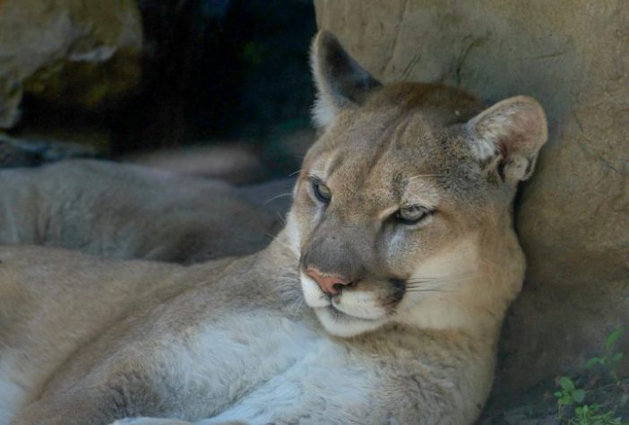 Puma - onça parda