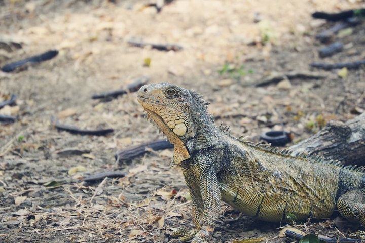 Isso porque as iguanas são conhecidas pela resistência, acostumadas a lugares secos e capazes de aguentar o calor intenso, falta de comida e água.