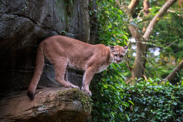 Puma - onça-parda
