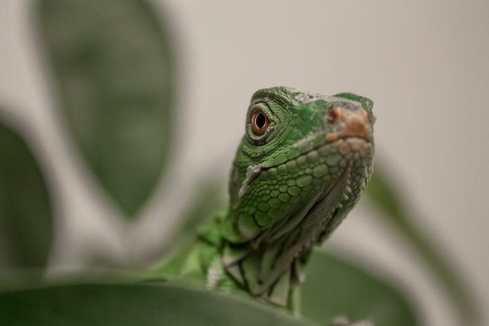 Iguana