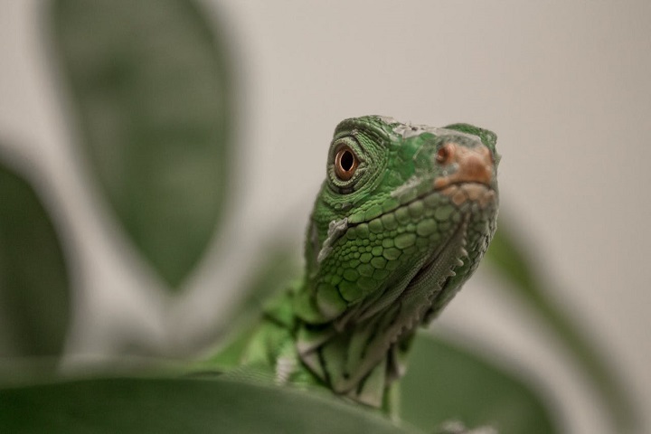 O estudo não só resolve um mistério antigo, mas também mostra que essa nova visão sobre migração animal pode levar a mais pesquisas que revelam como espécies colonizaram lugares distantes.