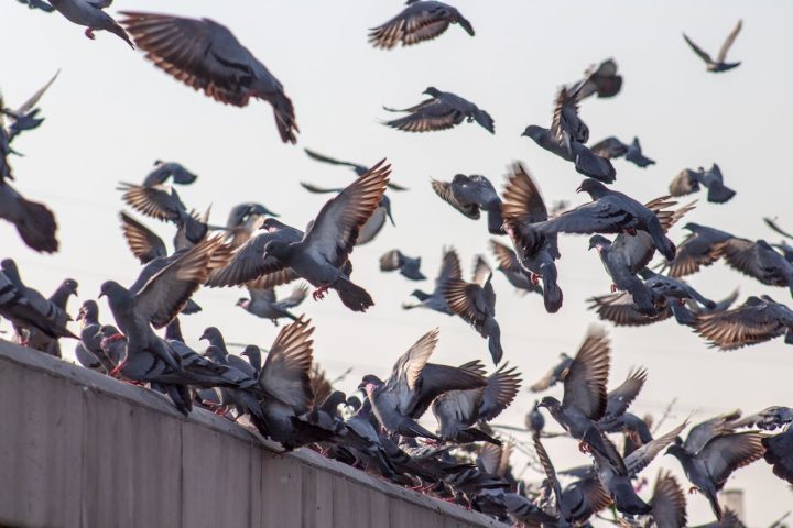 Por essas razões, em várias cidades existem medidas de controle populacional, como o uso de sons repelentes e até contraceptivos para aves, buscando reduzir o impacto da superpopulação sem afetar o equilíbrio natural.