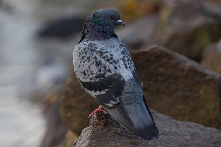 Pombo-comum