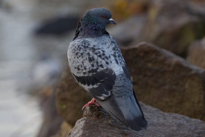 Pombo-comum