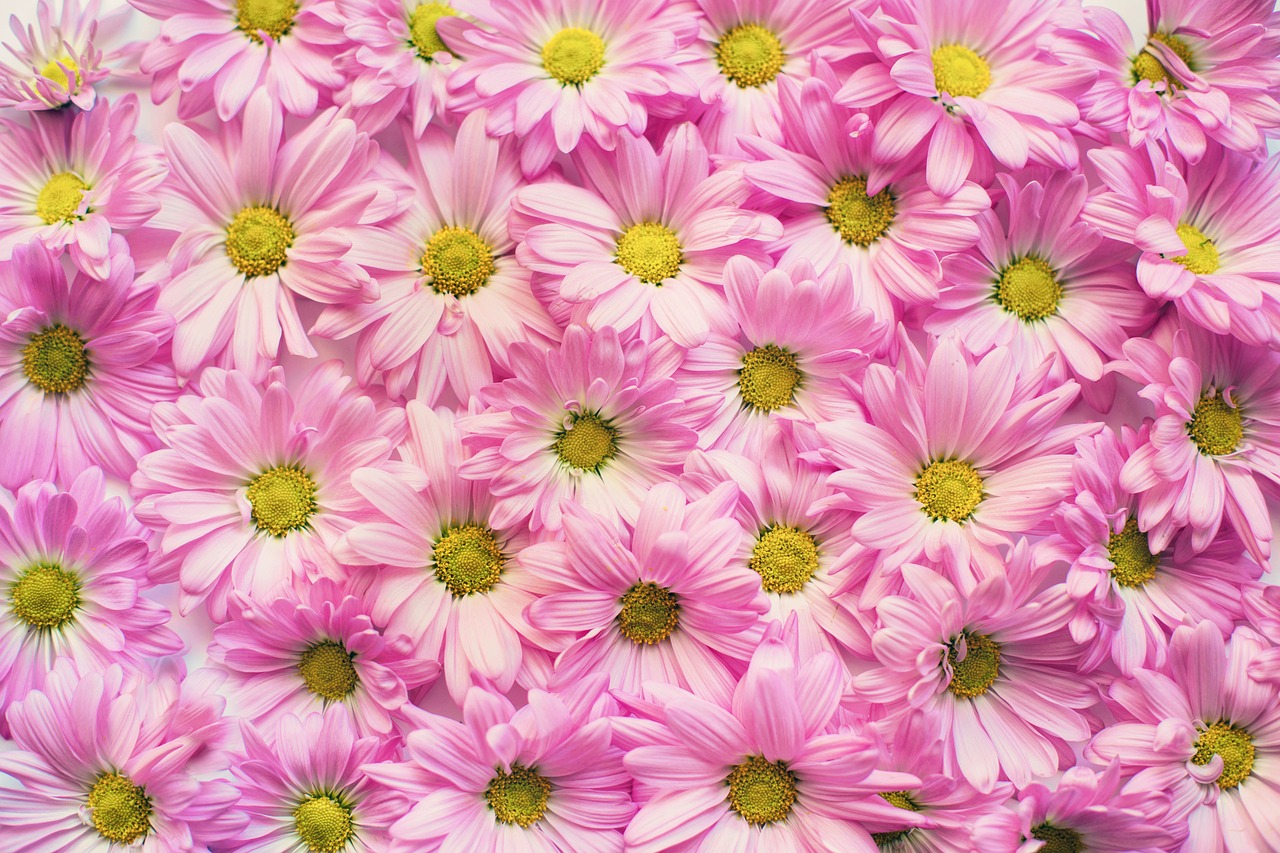A margarida rosa é uma variação encantadora da flor tradicional, trazendo um tom suave e romântico para jardins e arranjos.