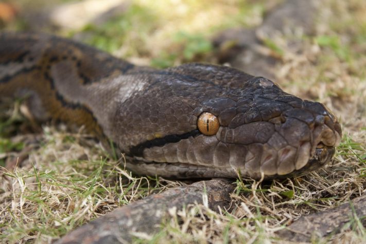 Cobra píton