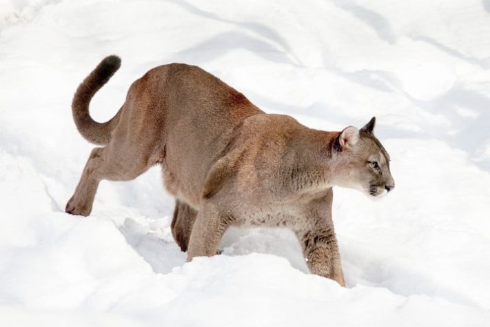 Puma - onça parda