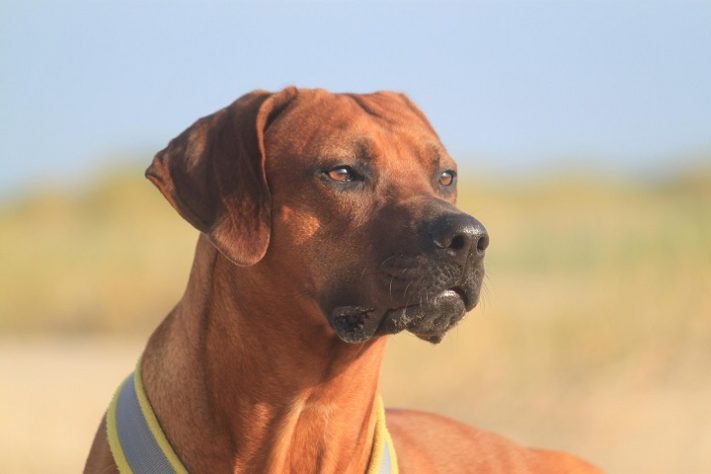 Ridgeback da Rodésia