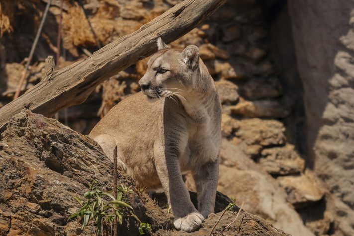 Puma - onça parda